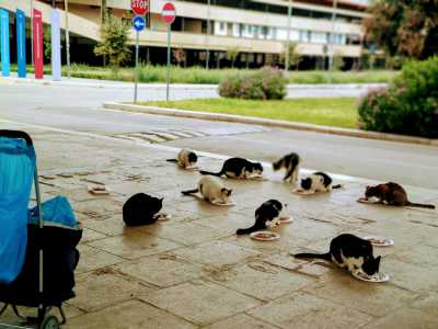 Visitiamo la colonia ospitata all�interno del Campus Universitario di Bari, che complessivamente conta ben cento animali. La prima tappa � il giardino del Dipartimento di Matematica, dove vivono una ventina di esemplari